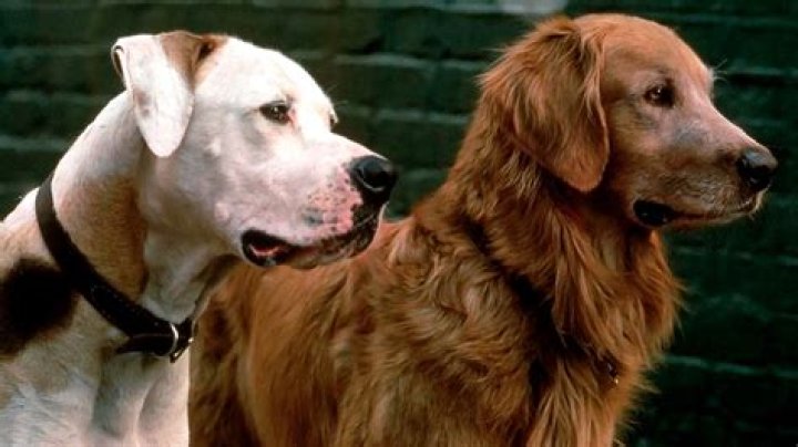 Who plays the dogs in Homeward Bound