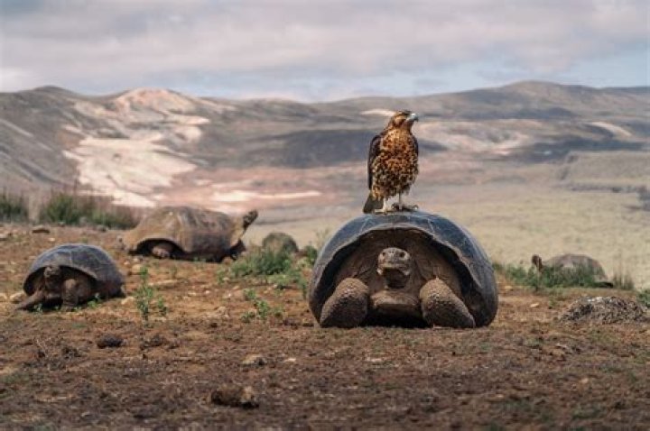Who were the first regular visitors to the Galapagos