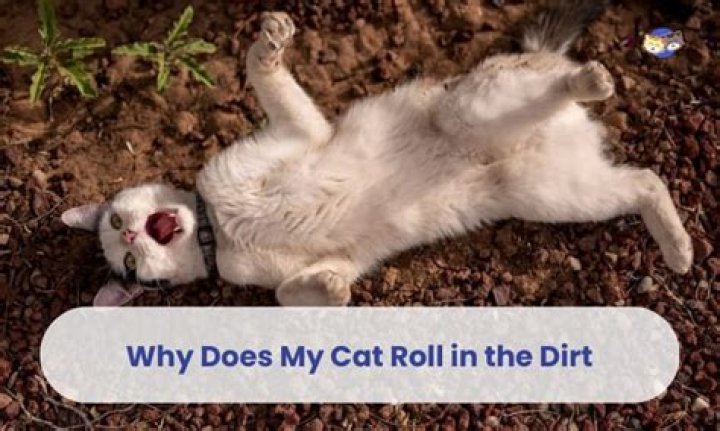 Why animals roll in the dirt