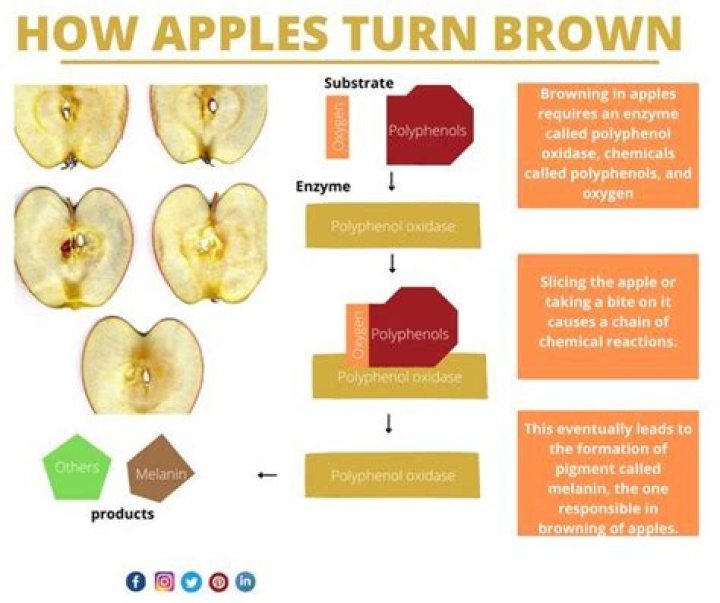 Why apples become smaller and Shrivelled