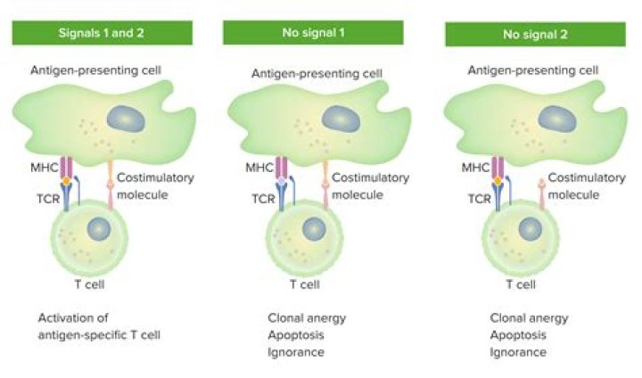 Why are 2 or more signals needed for T cell activation