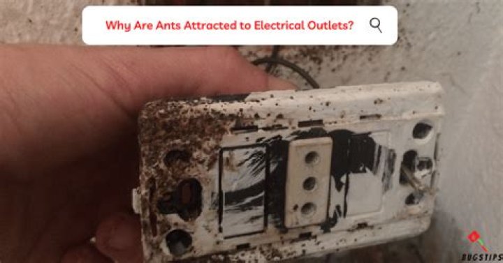 Why are ants attracted to contactors