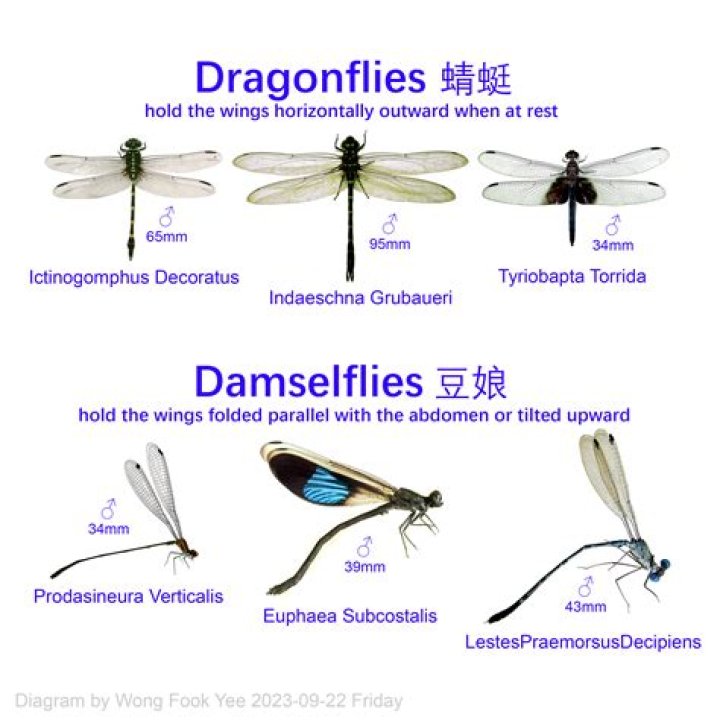 Why are dragonflies different colors