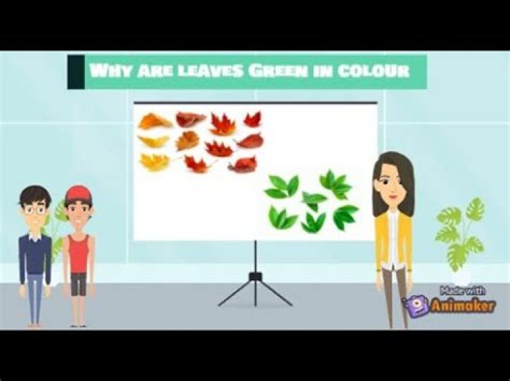Why are leaves green in Colour