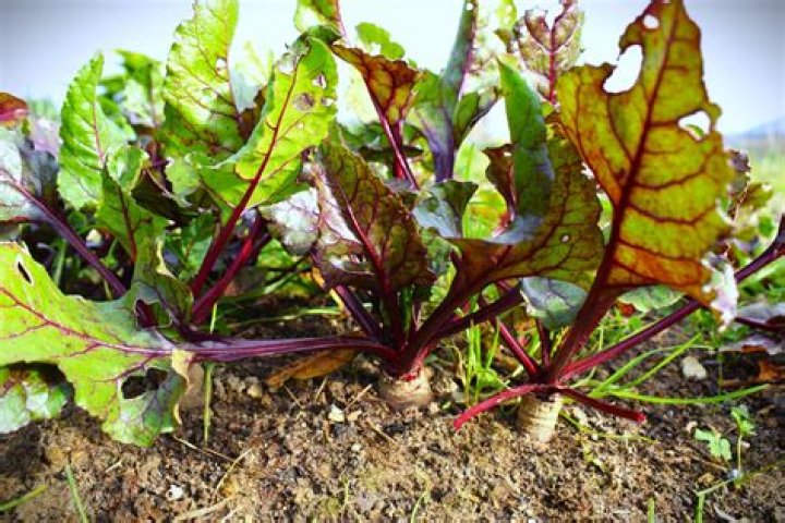 Why are my beetroots so small