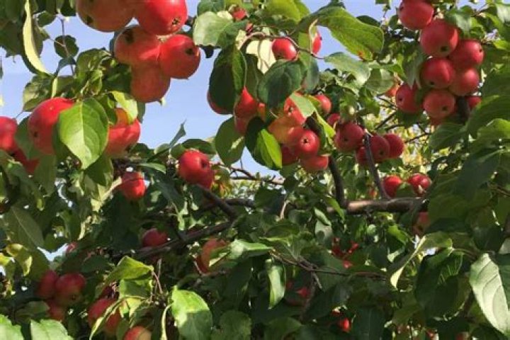 Why are my crabapple trees dying