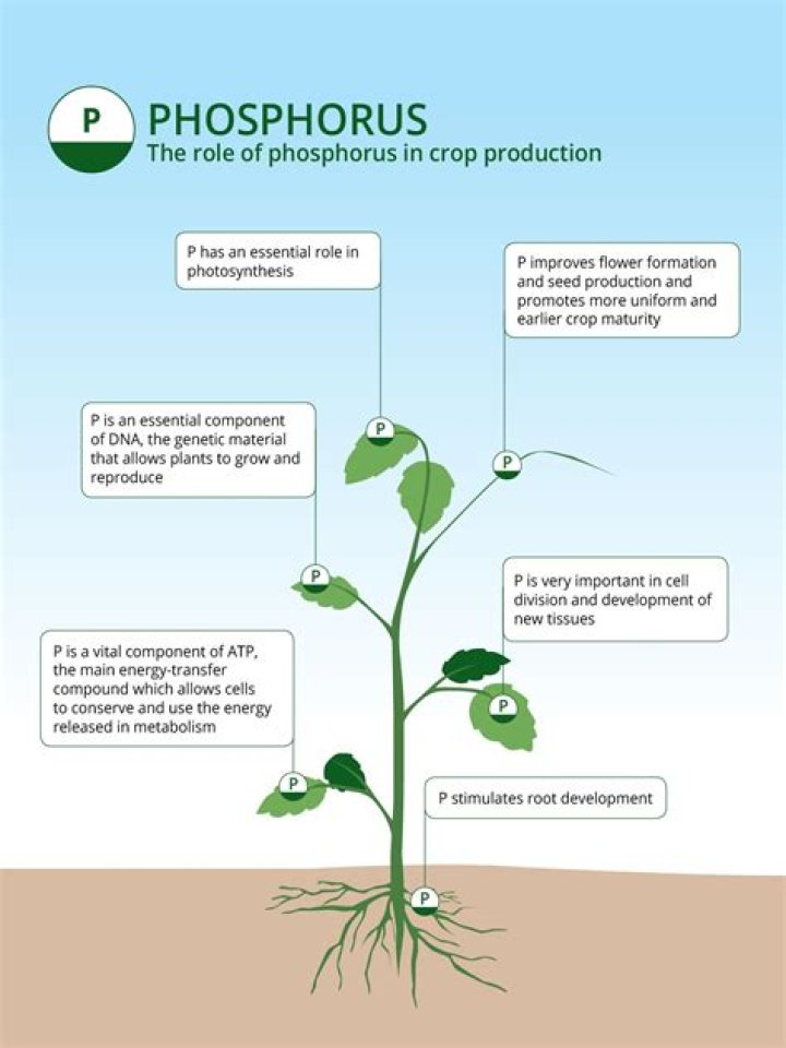 Why are nitrogen and phosphorus needed for plant growth