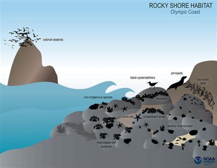 Why are rocky shores important