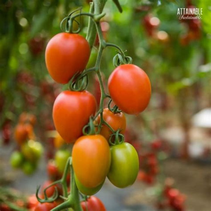 Why are Roma tomatoes called roma tomatoes