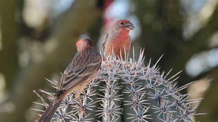 Why are the Galapagos finches separate species