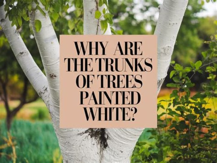 Why are the trunks of trees painted white