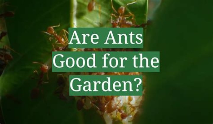 Why are there ants in my garden