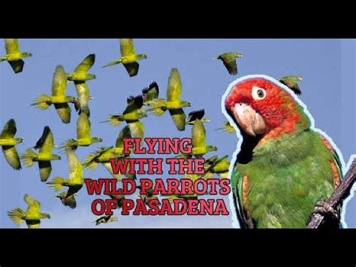 Why are there parrots in Pasadena