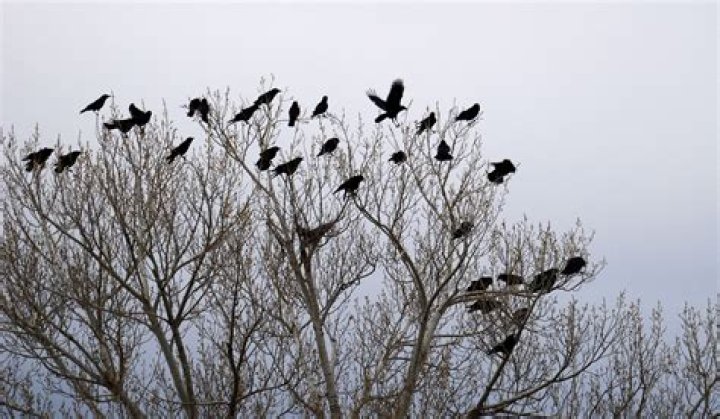 Why are there so many crows in California