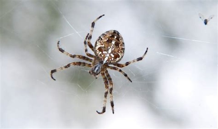 Why are there spiders in my car