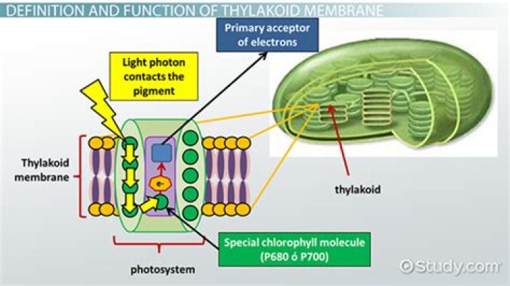 Why are thylakoid membranes important for photosynthesis