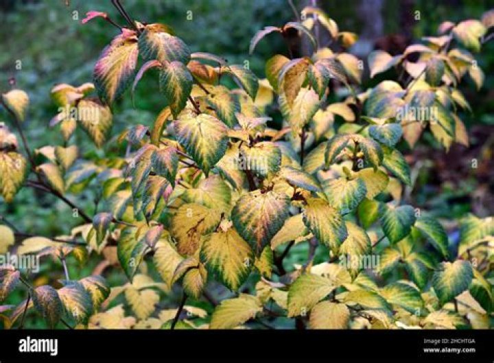 Why are viburnum leaves turning yellow