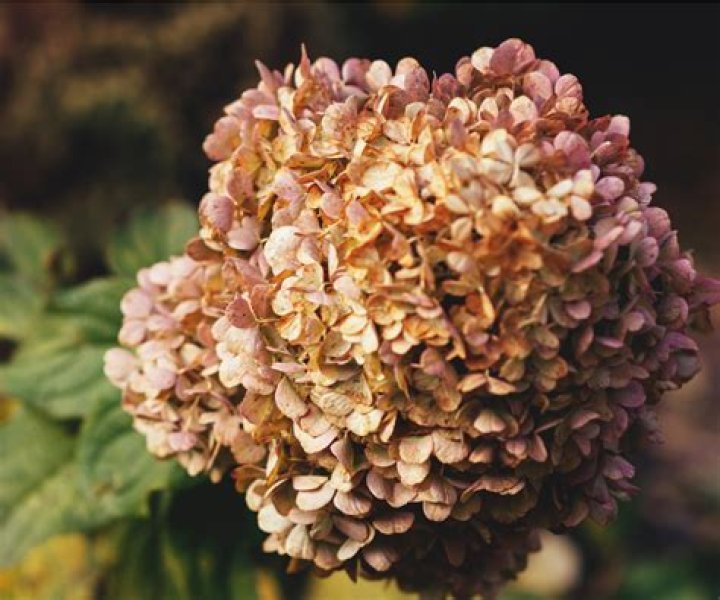 Why did my hydrangea blooms turn brown