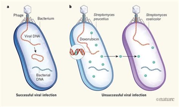 Why do bacteria take up DNA
