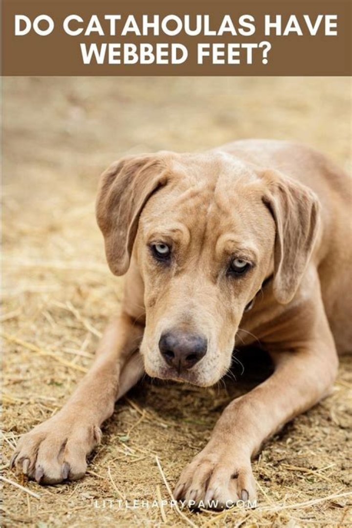 Why do catahoulas have webbed feet