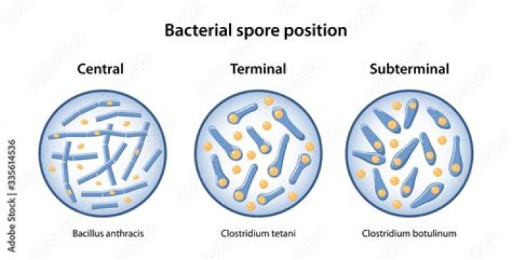 Why do certain bacteria such as anthrax and tetanus bacilli coat themselves with wax like outer shells