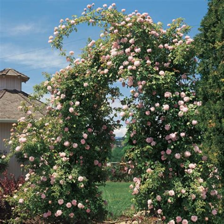 Why do climbing roses not bloom