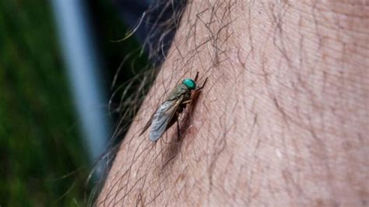 Why do greenhead flies bite