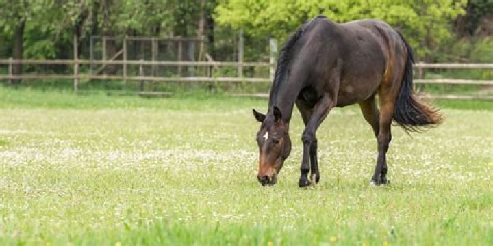 Why do horses graze