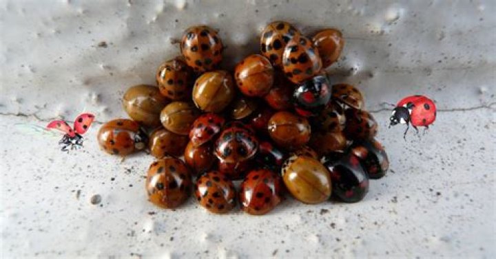Why do I have so many ladybugs in my room