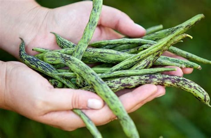 Why do my green beans have purple spots