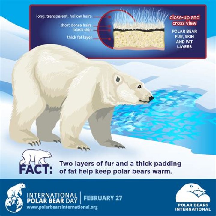 Why do polar bear have big feet