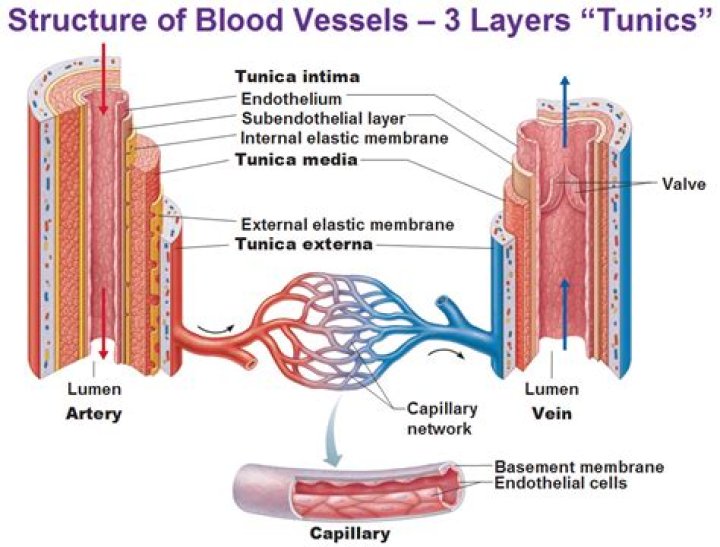 Why do veins have a thicker Tunica externa
