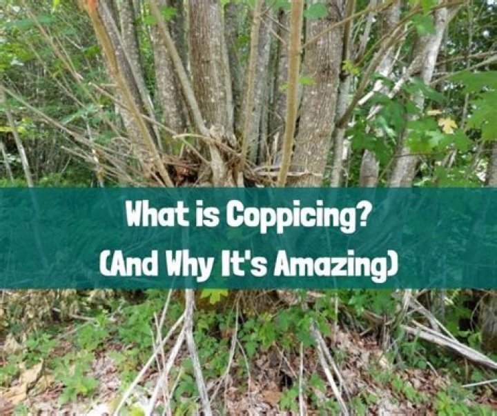 Why do you coppice trees
