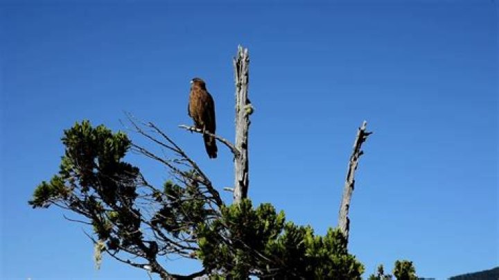 Why does a falcon cry