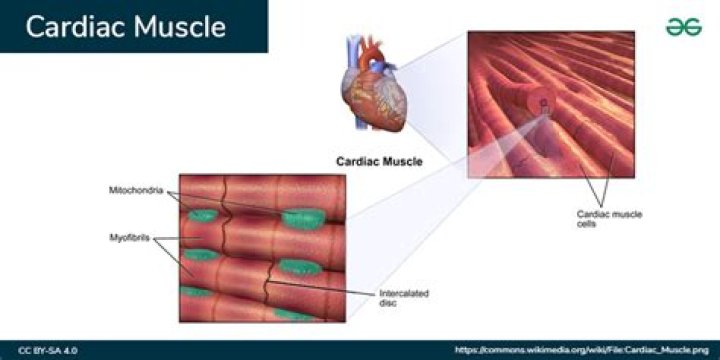 Why does cardiac muscle only have one nucleus