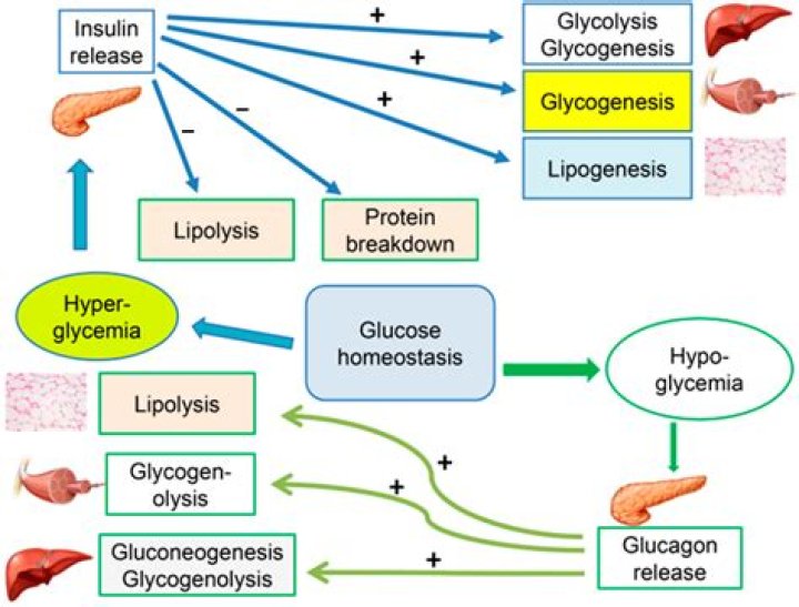 Why does diabetes cause Ketogenesis