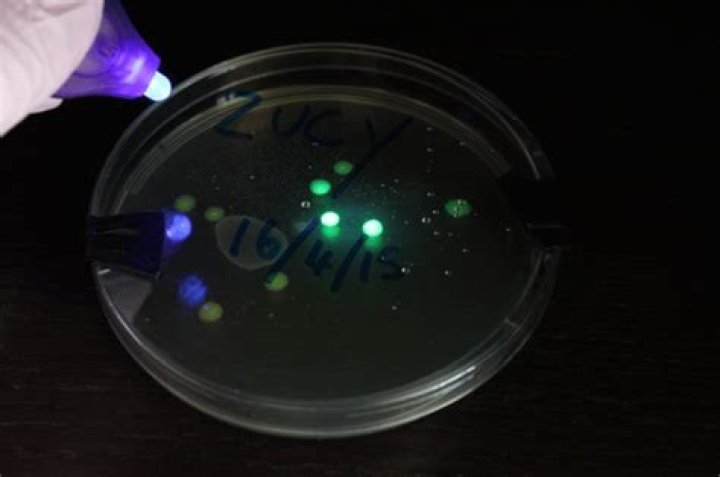 Why does GFP glow under UV light