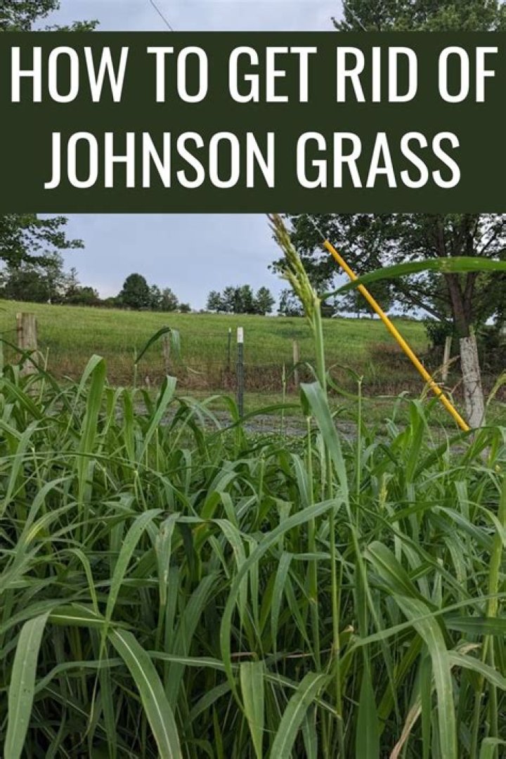Why does Johnson grass kill cows