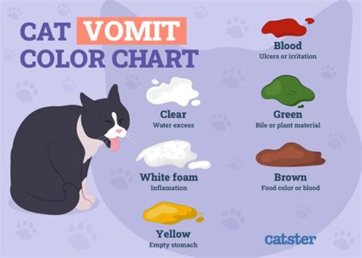 Why does my cat throw up often