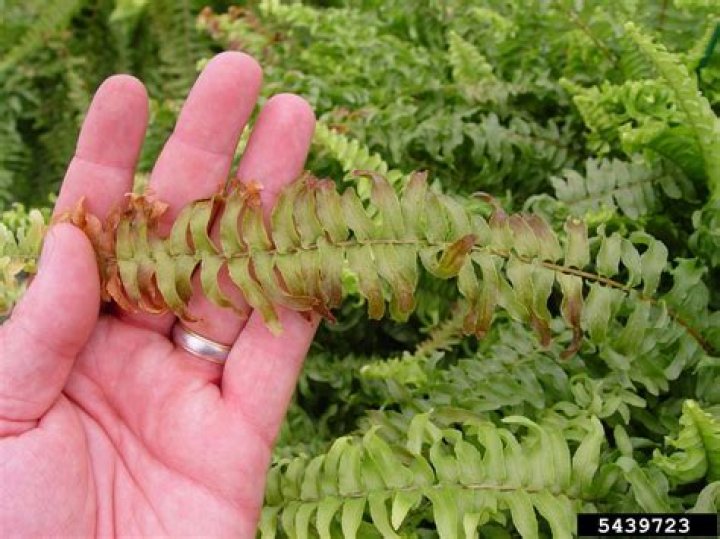 Why does my fern have brown spots