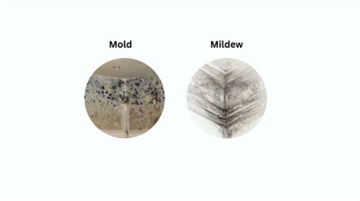 Why does my toothbrush have mold