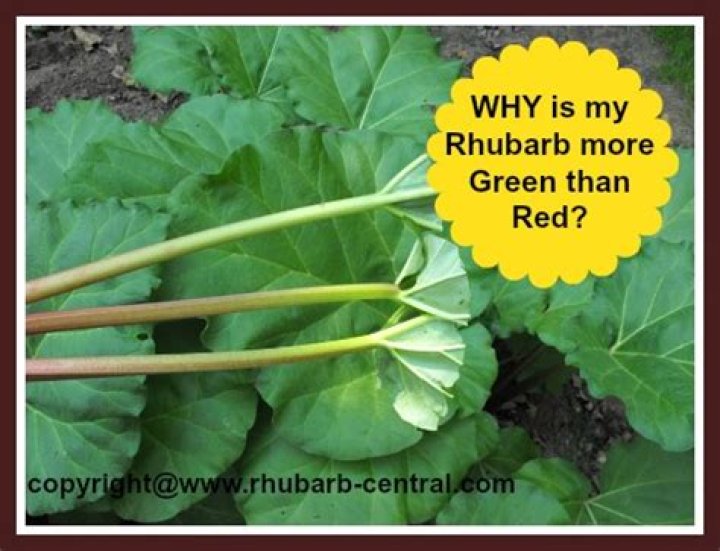 Why does rhubarb not turn red