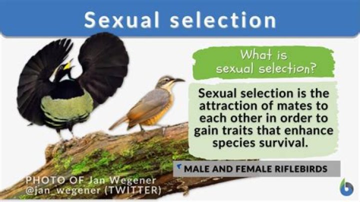 Why does sexual selection often contribute to speciation