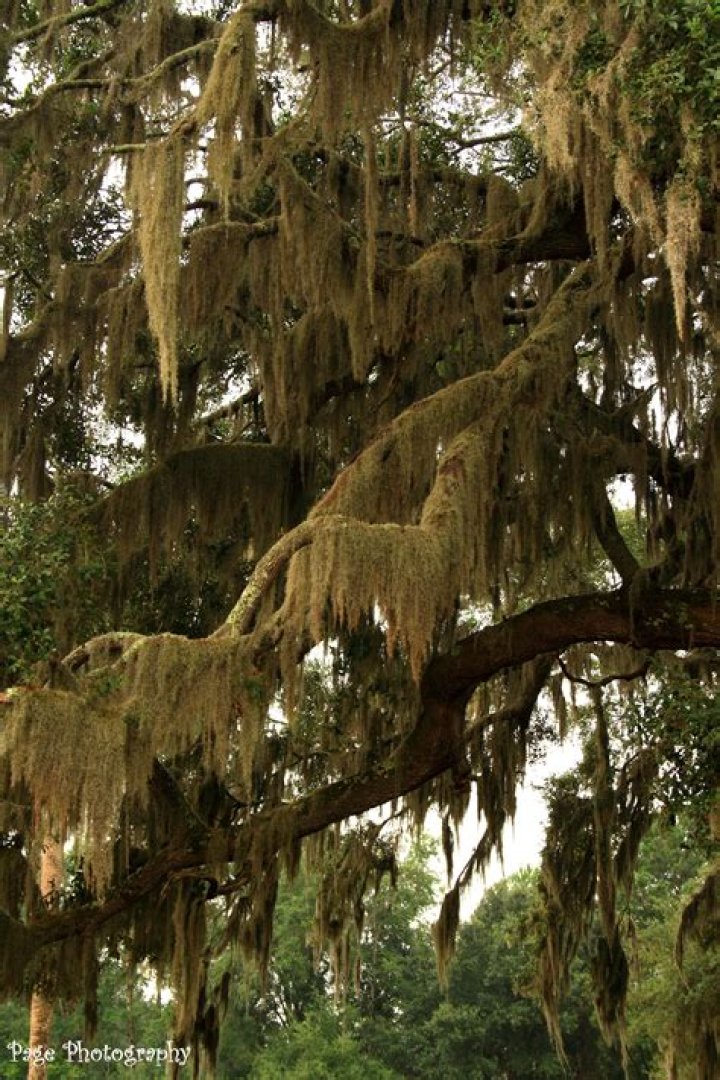 Why does Spanish moss grow on oak trees