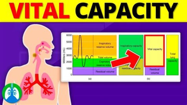 Why does vital capacity vary with height