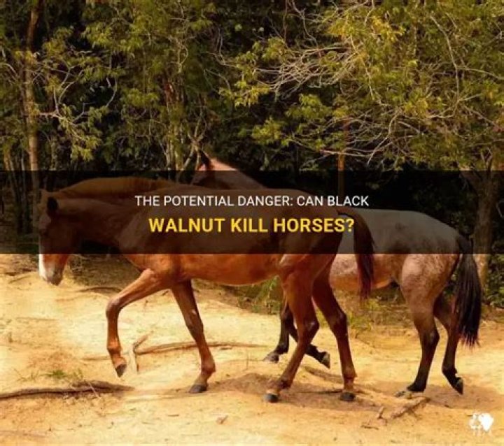 Why does Walnut kill horses