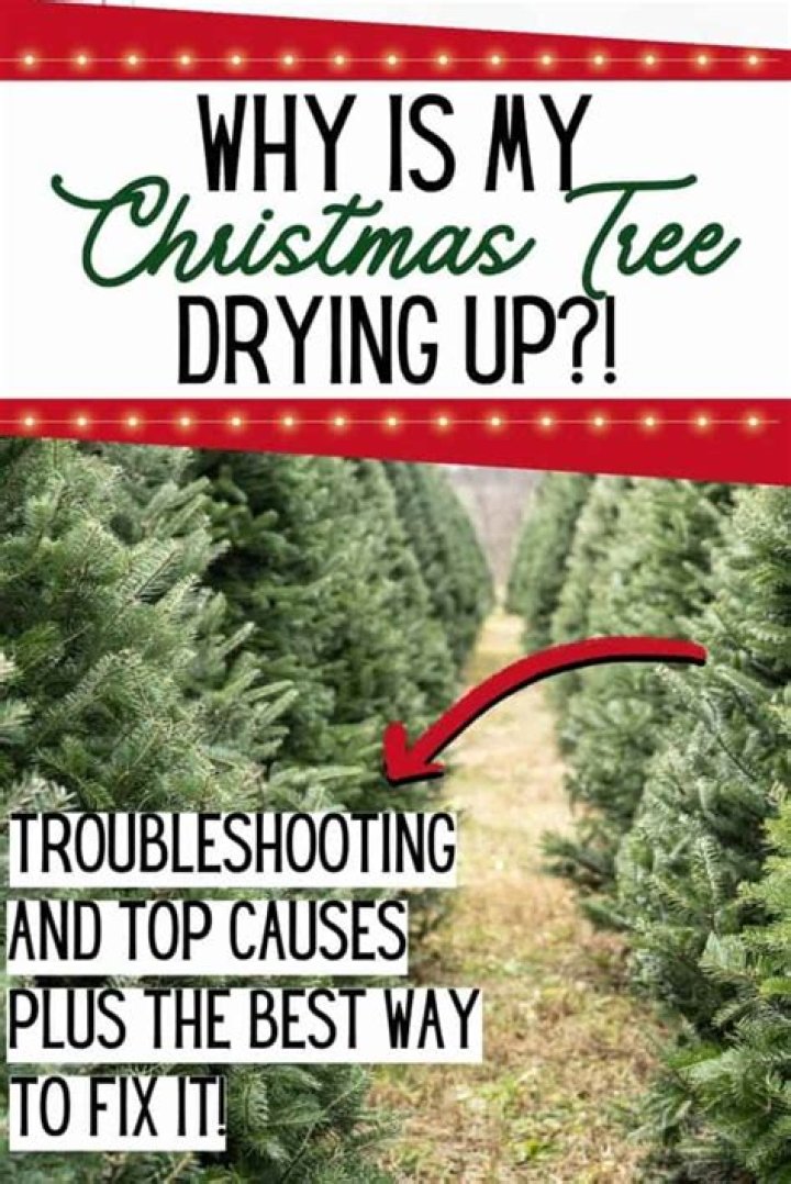 Why has my Christmas tree dried out