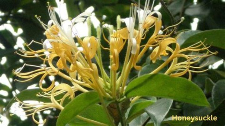 Why has my honeysuckle gone brown