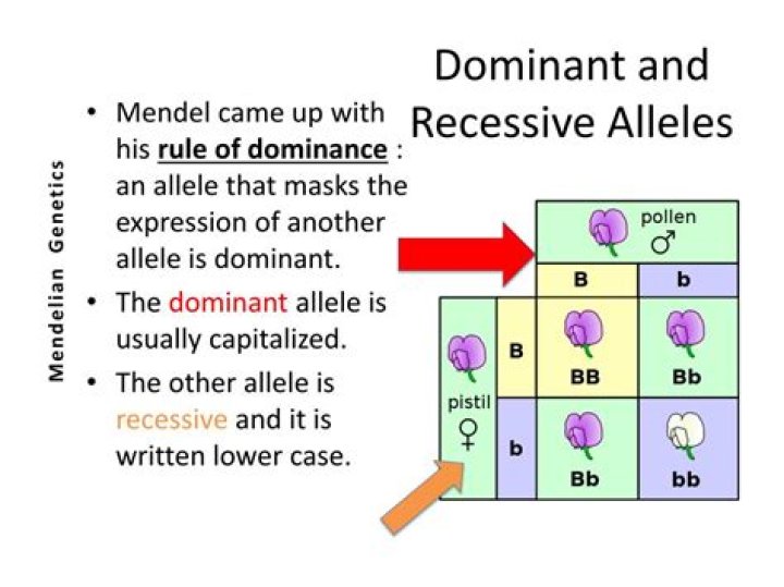Why is a dominant allele called dominant