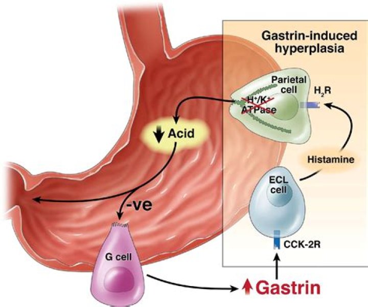 Why is gastrin important
